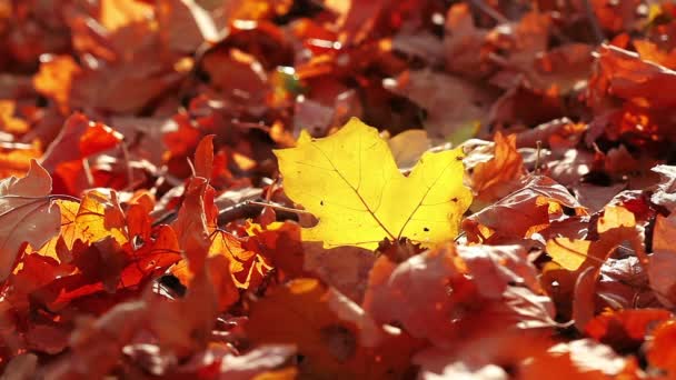 Fogliame autunnale — Video Stock