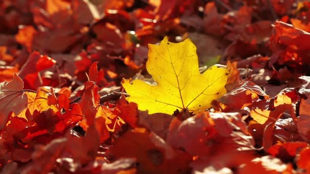 Осіннє листя — стокове відео