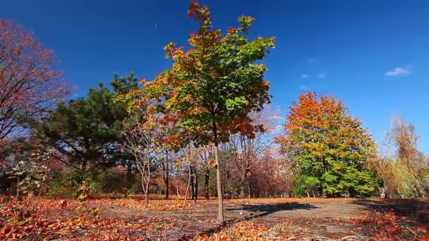 Floresta de outono — Vídeo de Stock