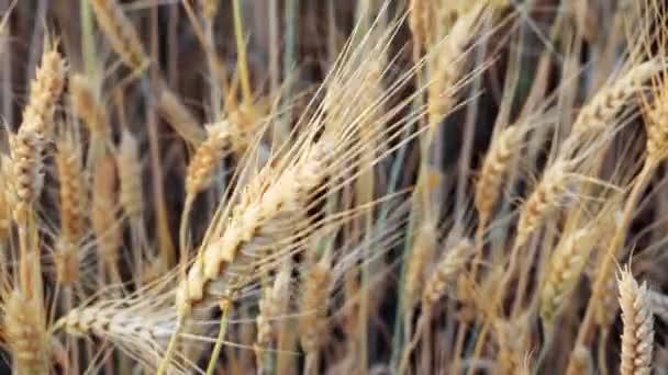 Ears of wheat — Stock Video