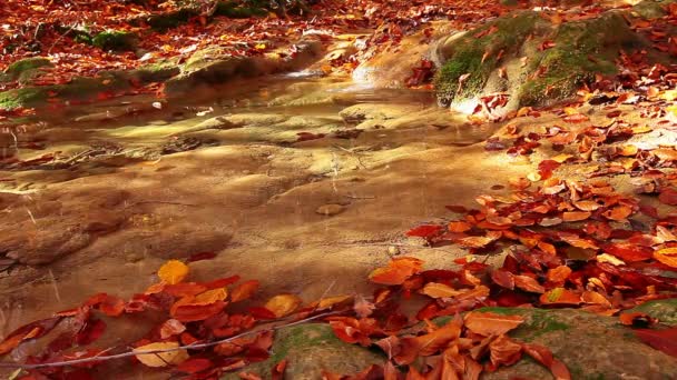 Agua limpia del bosque — Vídeo de stock