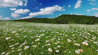 papatya çiçekleri alan