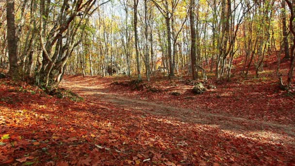 Caminho da floresta de outono — Vídeo de Stock