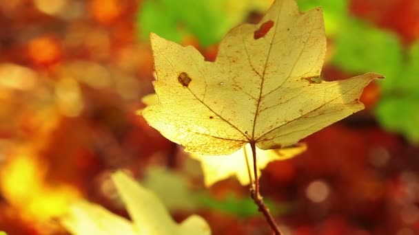 feuillage d'automne