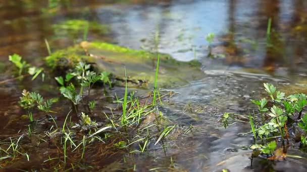 Вода чистий ліс — стокове відео