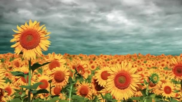 Sunflowers — Stock Video