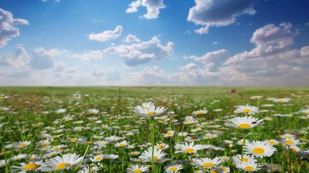 Champ de fleurs de camomille — Video