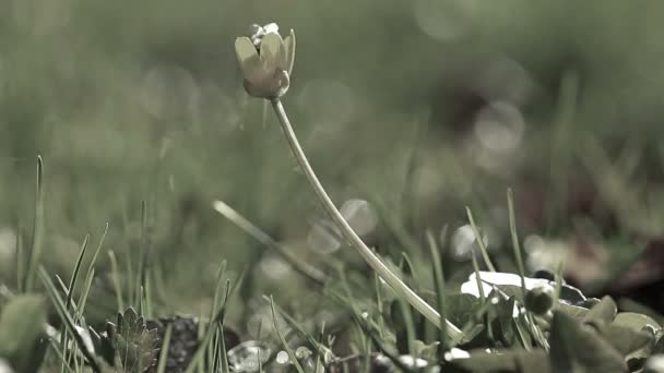花とバンブルビー — ストック動画