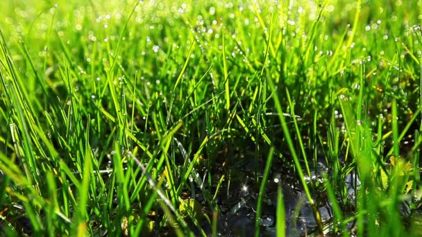Herbe verte
