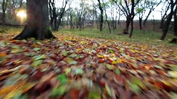 Feuilles jaunes — Video