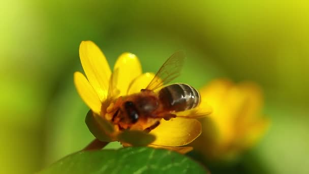 Bumblebee con fiore — Video Stock