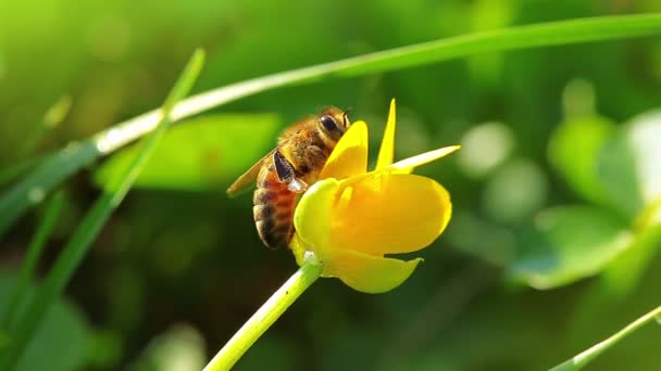 Μέλισσα με λουλούδι — Αρχείο Βίντεο