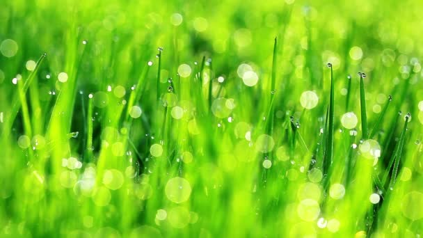 Herbe verte