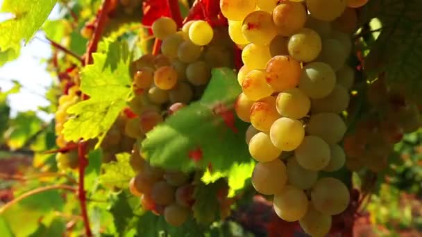 Seedless grapes — Stock Video