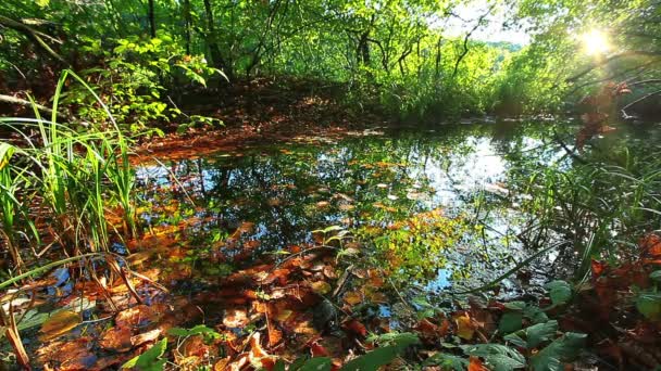 Água limpa da floresta — Vídeo de Stock