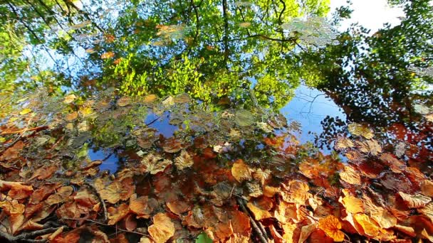 Água limpa da floresta — Vídeo de Stock