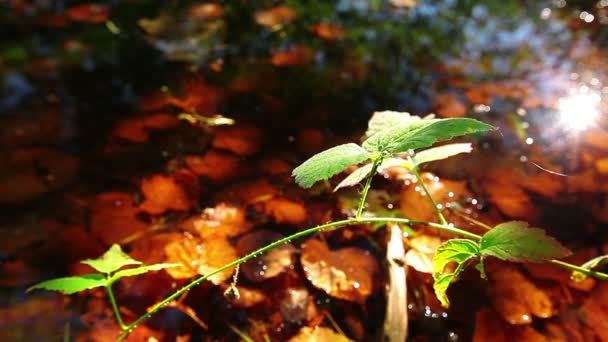 Sauberes Waldwasser — Stockvideo