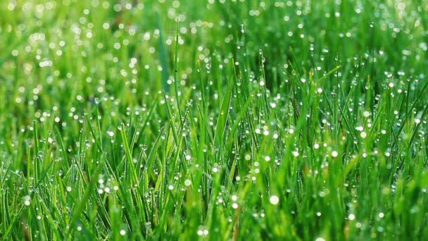 Herbe verte