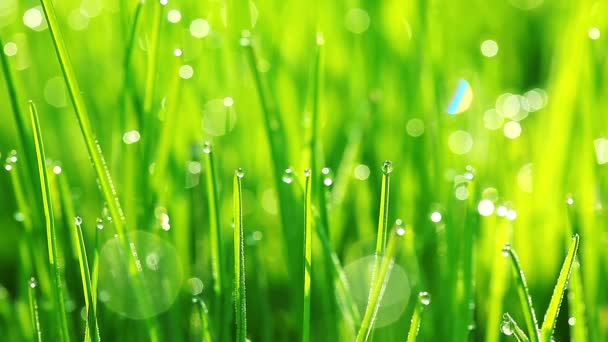 Herbe verte