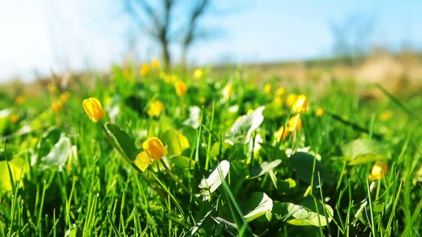 Primavera flores amarelas — Vídeo de Stock