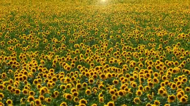 Campo di girasole — Video Stock