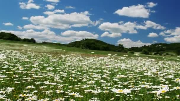 Champ de fleurs de camomille 