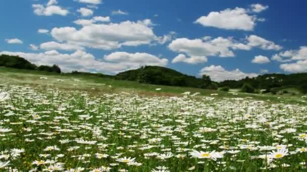 Kamille bloemen veld — Stockvideo