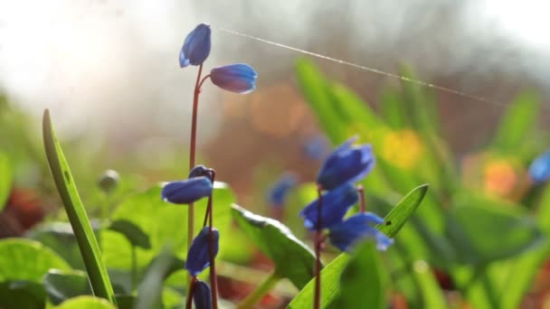 Jarní modrá květina — Stock video