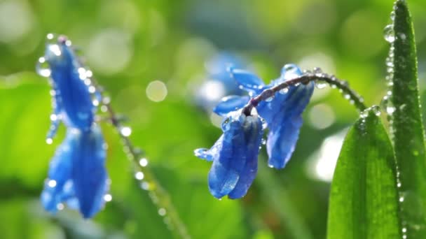 Μπλε Ανοιξιάτικα λουλούδια — Αρχείο Βίντεο