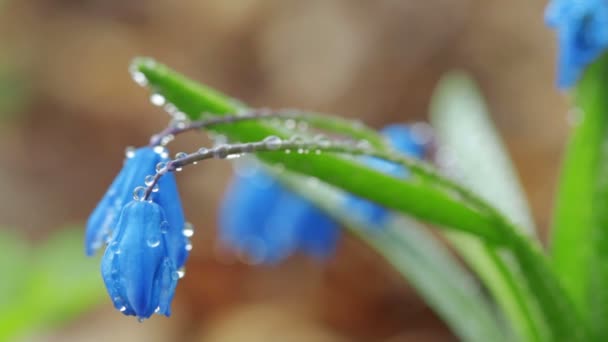 Μπλε Ανοιξιάτικα λουλούδια — Αρχείο Βίντεο