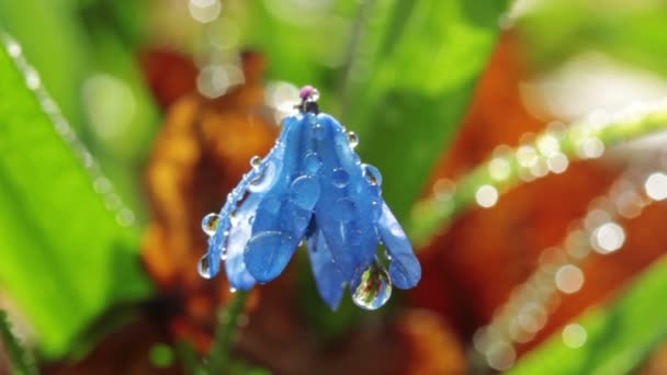 Primavera flor azul — Vídeo de Stock