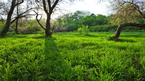 Bosque verde — Vídeo de stock