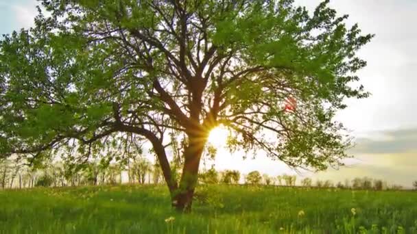 Träd i fält — Stockvideo