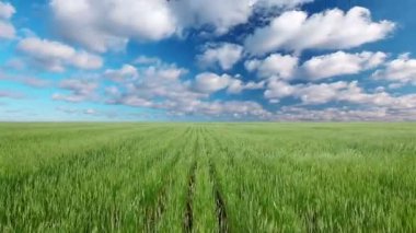 alan bulutlu gökyüzü altında