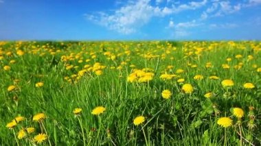 Sarı dandelions Kayran