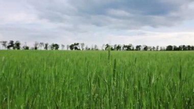 alan bulutlu gökyüzü altında