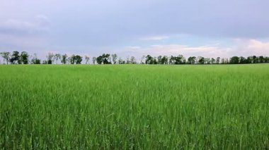 alan bulutlu gökyüzü altında