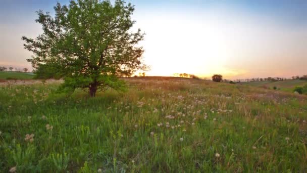 Baum auf Feld — Stockvideo