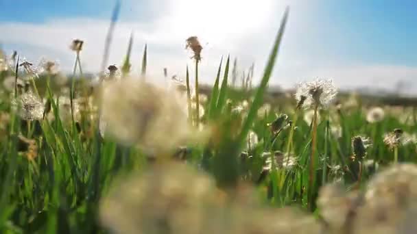 タンポポの花のフィールド — ストック動画