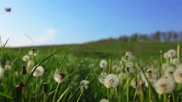 Paardebloem bloemen veld — Stockvideo