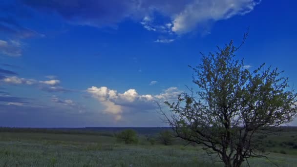 Árbol en el campo — Vídeos de Stock