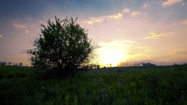 Baum auf Feld — Stockvideo