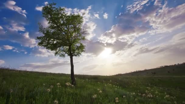 Árbol en el campo — Vídeo de stock