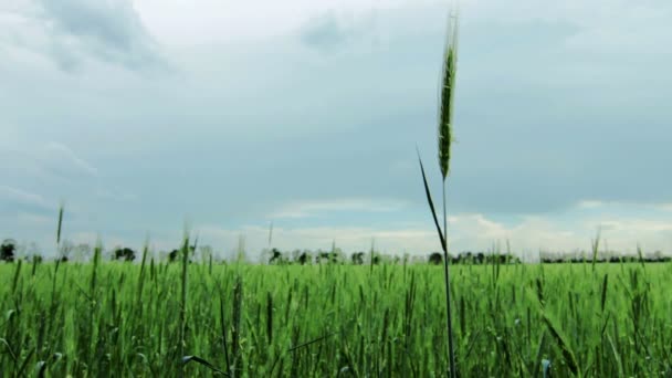 Trigo verde bajo el cielo nublado — Vídeos de Stock