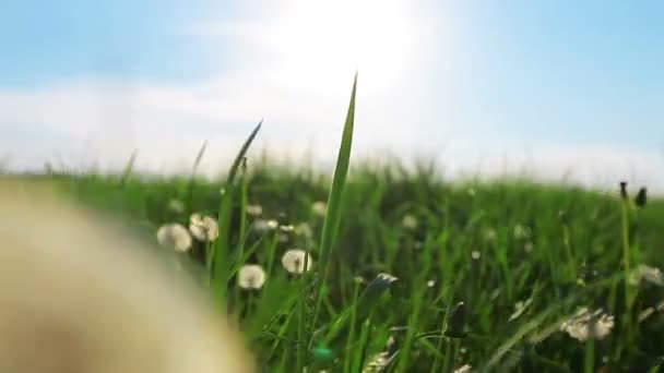 Dente di leone campo fiori — Video Stock