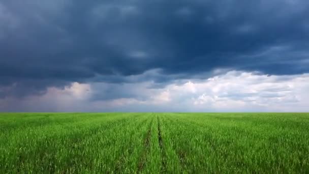 Campo bajo cielo nublado — Vídeo de stock