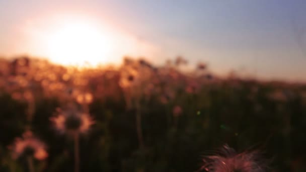 Campo de flores de diente de león — Vídeos de Stock