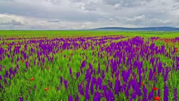 Flores púrpuras — Vídeos de Stock