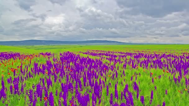 Фиолетовые цветы — стоковое видео