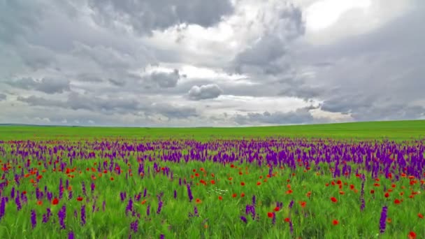 fleurs violettes